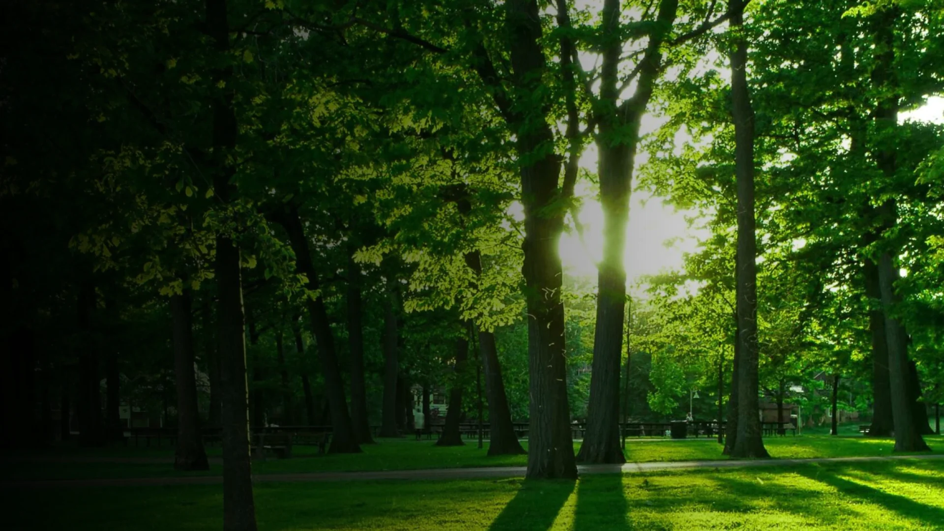GSN Tree Care & Landscaping Hero 1