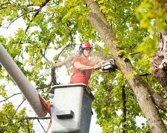 GSN Tree Care & Landscaping a