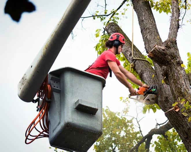 GSN Tree Care & Landscaping b