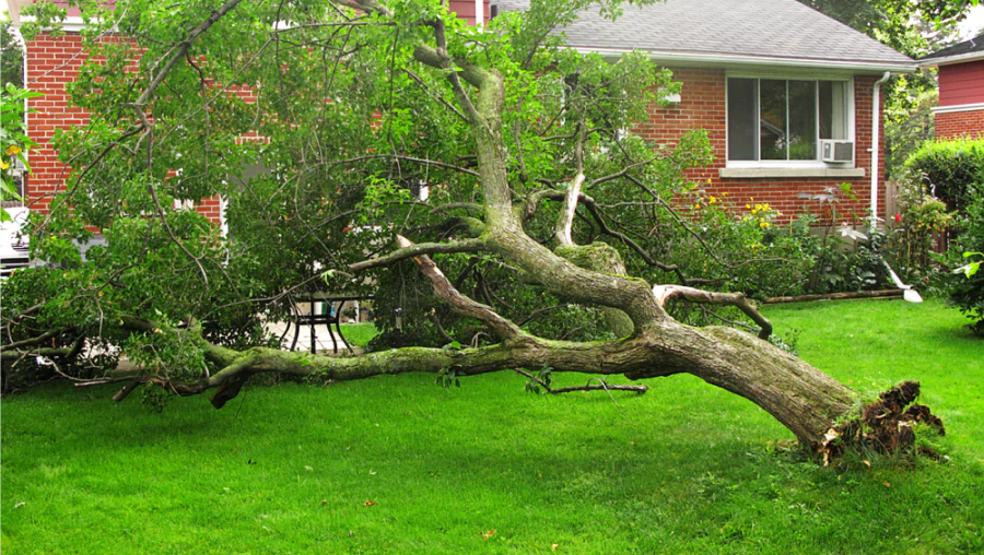 Hazardous & Emergency Tree Removal Hazardous & Emergency Tree Removal
