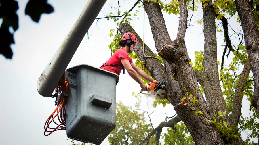Tree Trimming & Removal